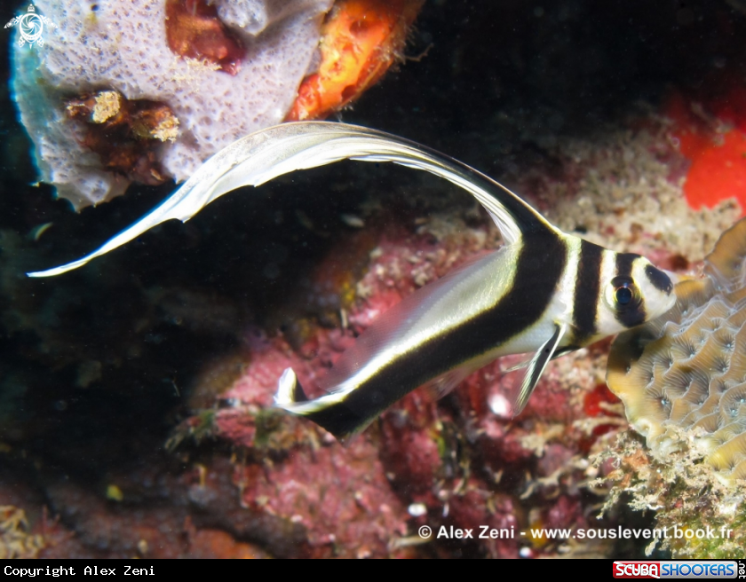 A Juvenile spotted drum