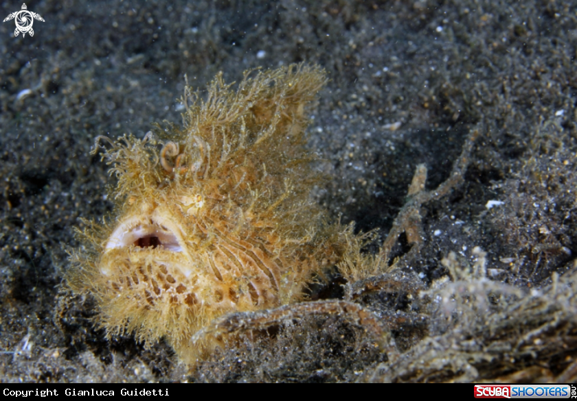 A underwater creature