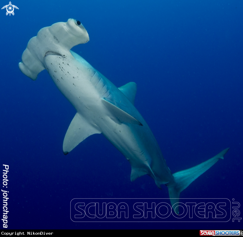 A Hammerhead