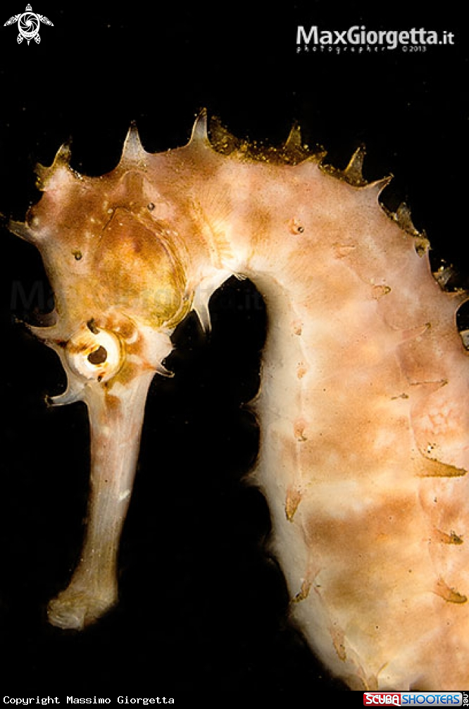 A white sea horse