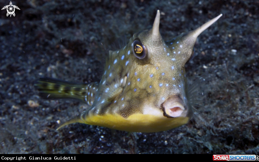 A underwater creature