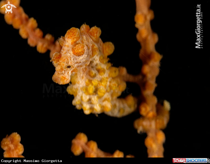 A Yellow pigmy sea horse