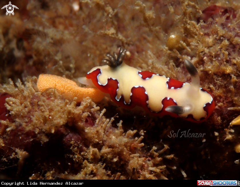 A nudibranch