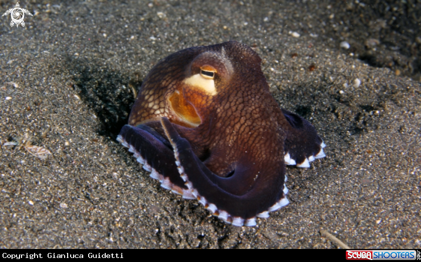 A underwater creature