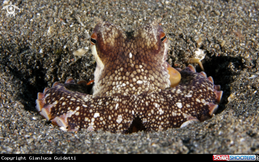 A underwater creature