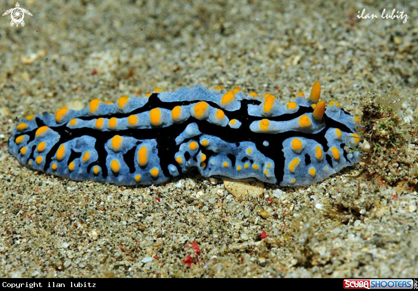 A sea slug