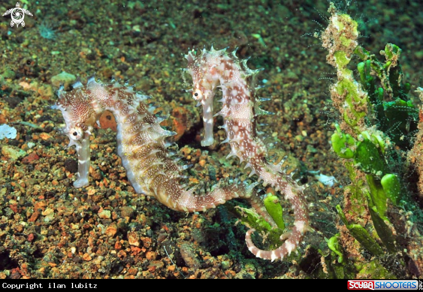 A sea horse