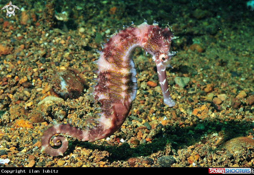 A sea horse