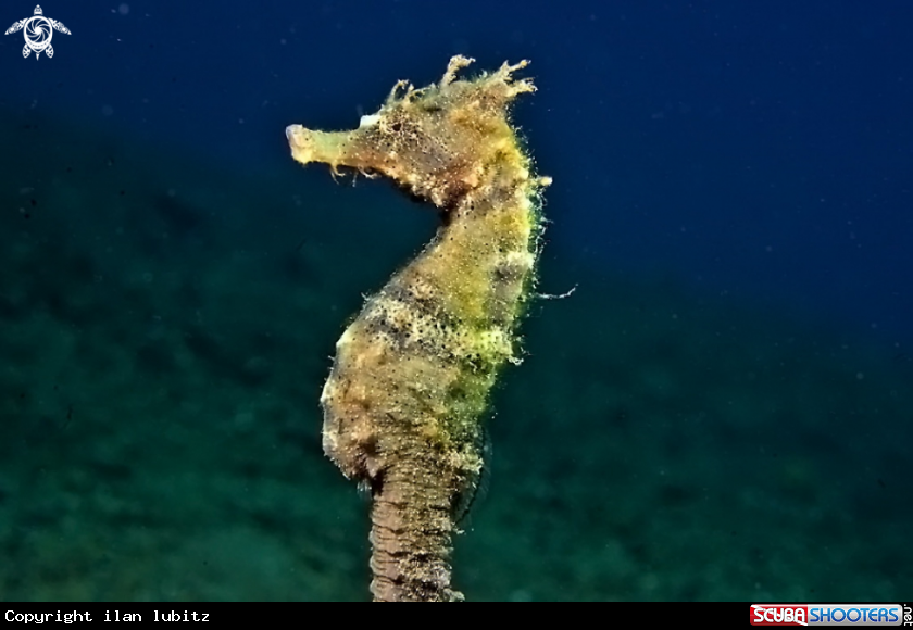 A sea horse