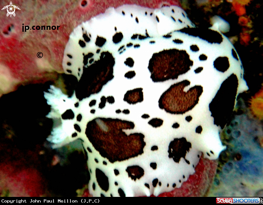 A Doris Dalmatien