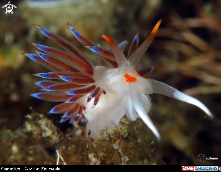 A Cratena peregrina