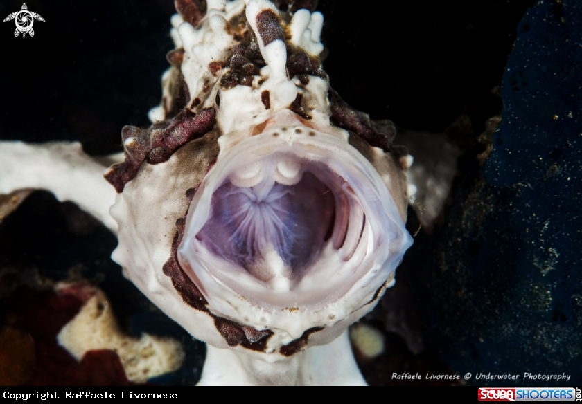 A Frog fish