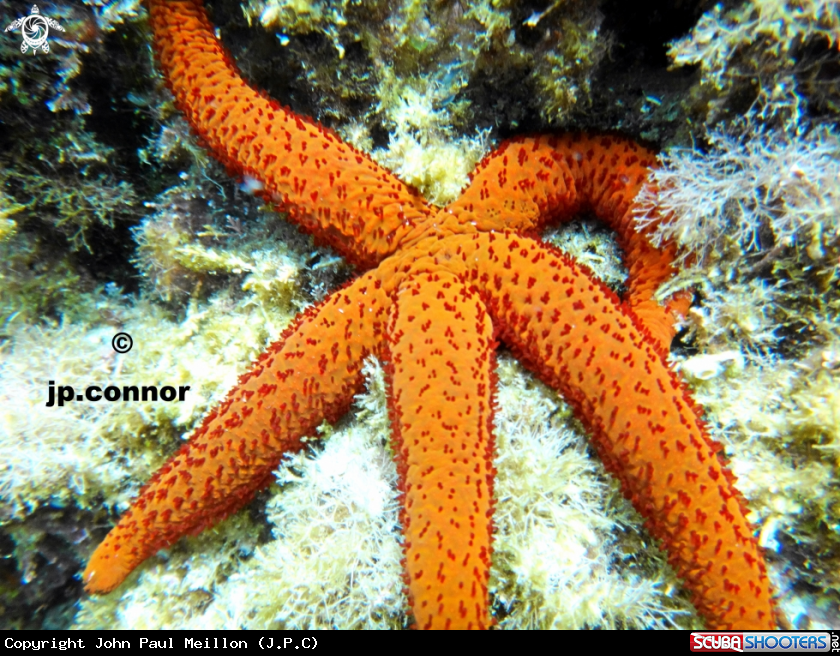 A Etoile de mer rouge