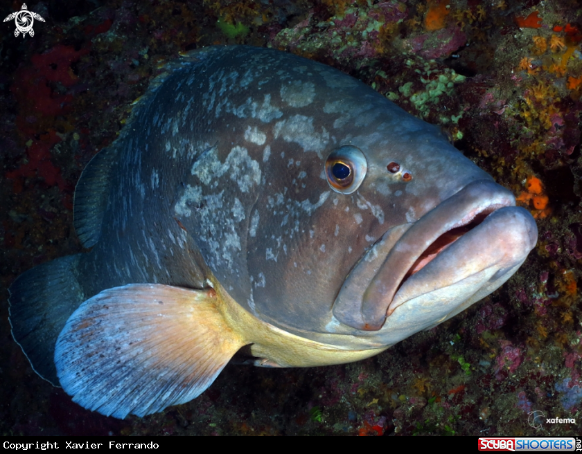 A Grouper