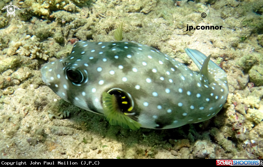 A Poisson ballon 