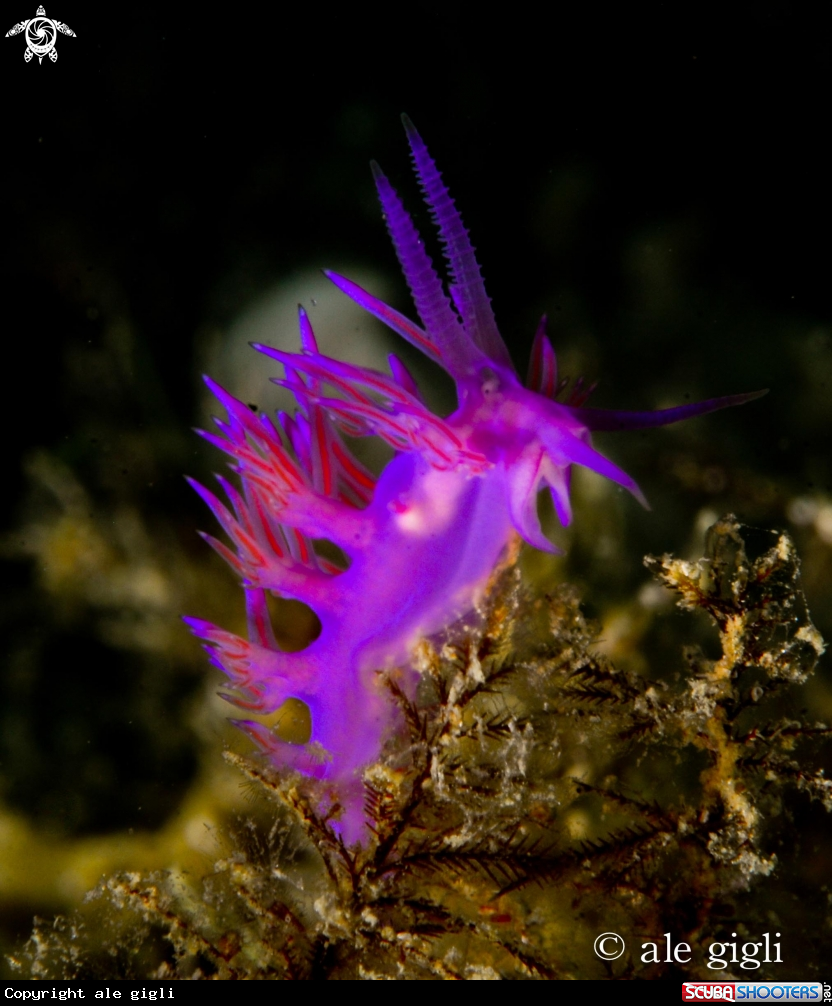 A nudibrancs