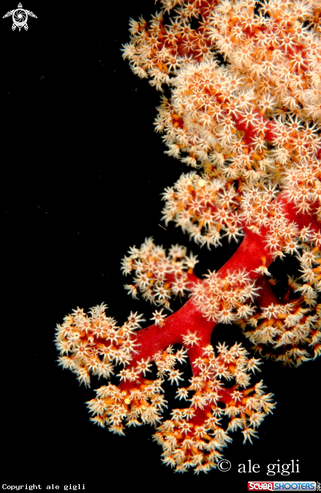 A soft coral