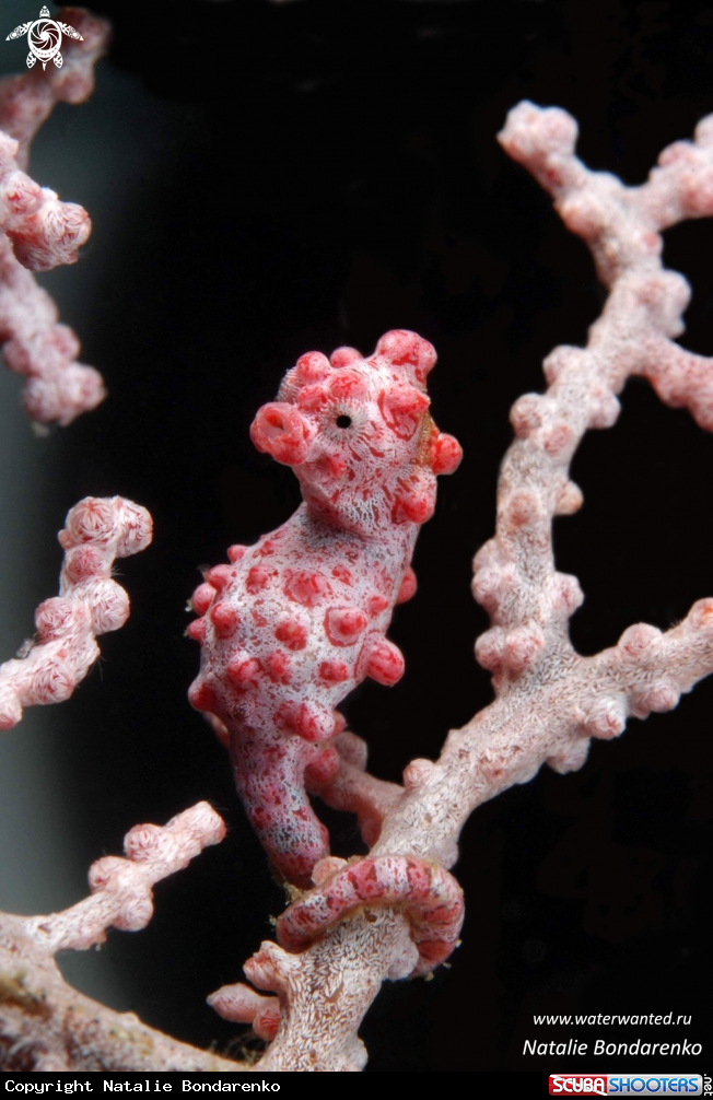 A Pigmy seahorse