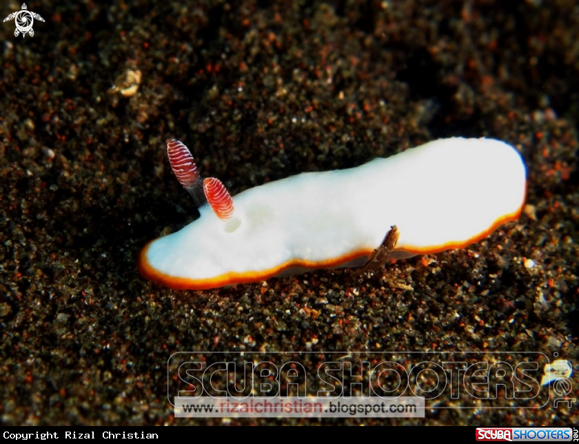 A Nudibranch