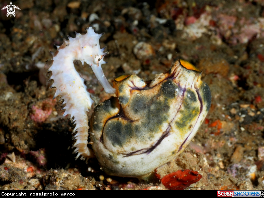 A Seahorse