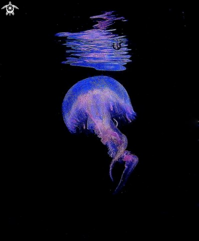 A pelagia noctiluca