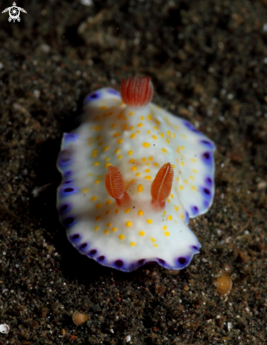 A Nudibranch