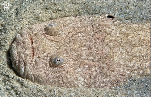 A Uranoscopus scaber | Pesce lanterna
