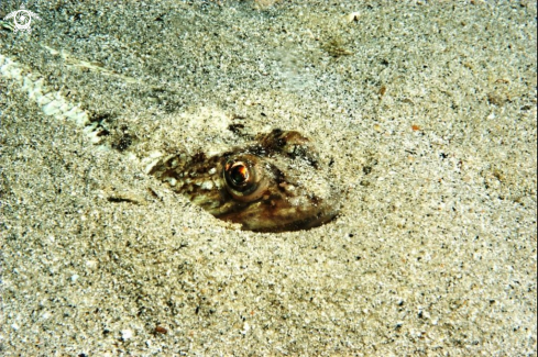A Synodus saurus | Pesce lucertola-Lizard fish