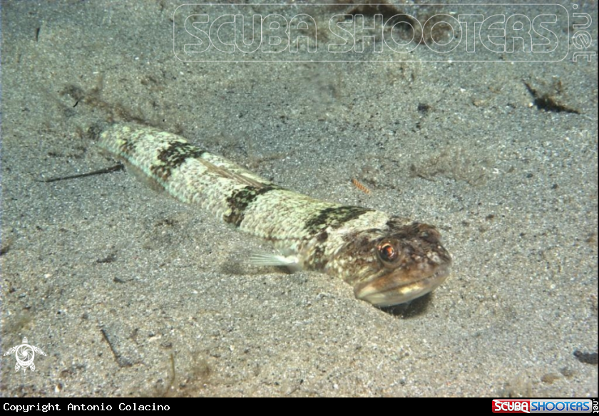 A Pesce lucertola-Lizard fish