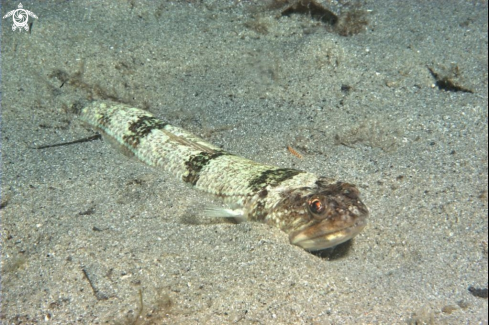 A Pesce lucertola-Lizard fish