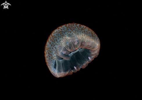 A Pelagia noctiluca | Pelagia