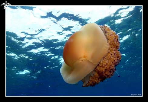 A Geant jelly fish