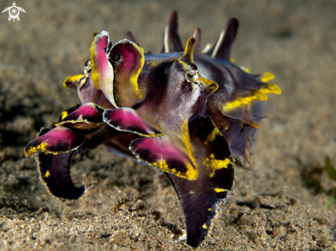 A Flamboyant Cuttlefish 