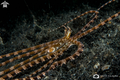 A Wunderpus photogenicus | wonderpus octopus