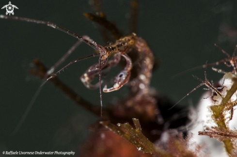 A Skeleton shrimp