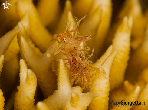 A tiger shrimp - Phyllognathia ceratophthalmus