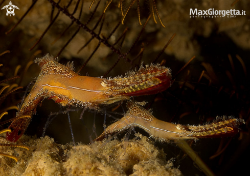 A  Leander plumosus