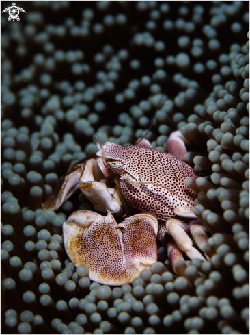 A Porcelain crab