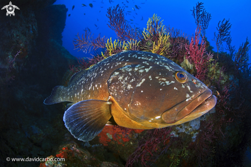 A Epinephelus marginatus | Mero