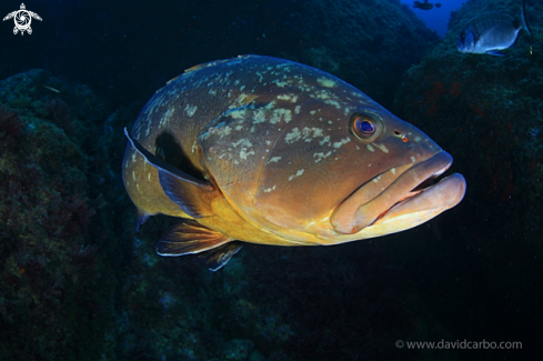 A Epinephelus marginatus | Mero