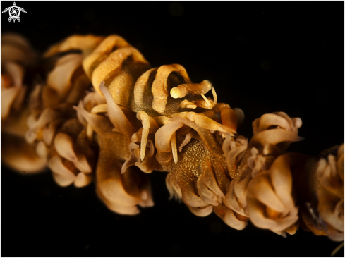 A Black coral shrim