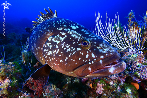 A Epinephelus marginatus | Mero