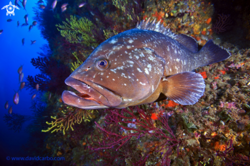 A Epinephelus marginatus | Mero