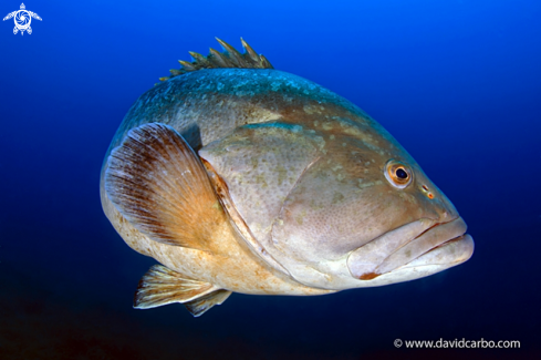 A Epinephelus marginatus | Mero