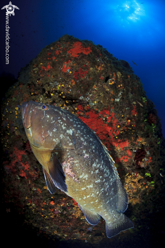 A Epinephelus marginatus | Mero