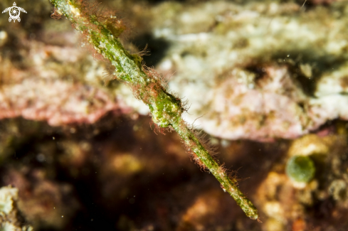 A Solenostomus paradoxus | Halimeda Ghost Pipefish