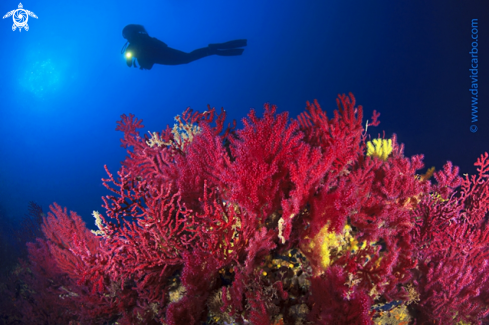 A Paramuricea Clavata | Gemma with gorgonia