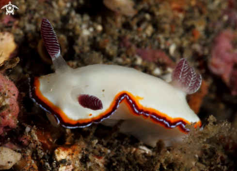 A Nudibranch