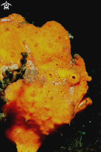 A Frogfish