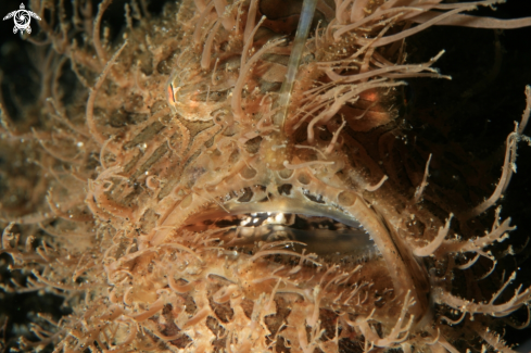 A Hairy Frog Fish